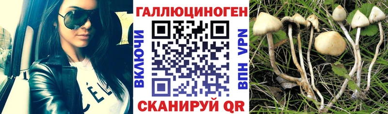 Галлюциногенные грибы Magic Shrooms  закладки  Закаменск 